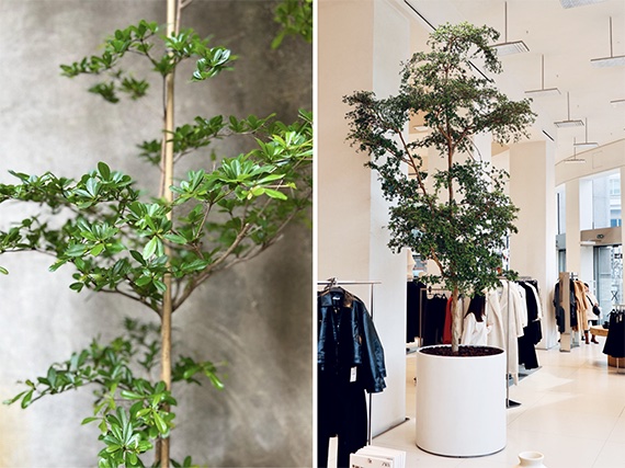 Bucida buceras, el árbol de interior de moda